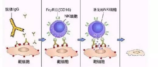 免疫細(xì)胞存儲