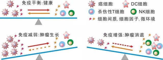 免疫細(xì)胞存儲