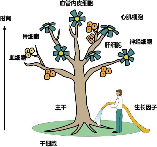 存儲(chǔ)干細(xì)胞選漢氏聯(lián)合