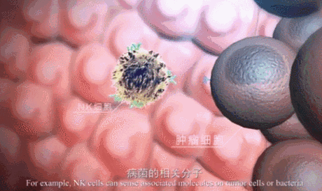 免疫細胞存儲