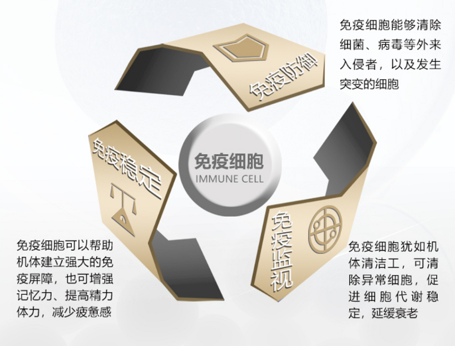 免疫細胞的作用.png